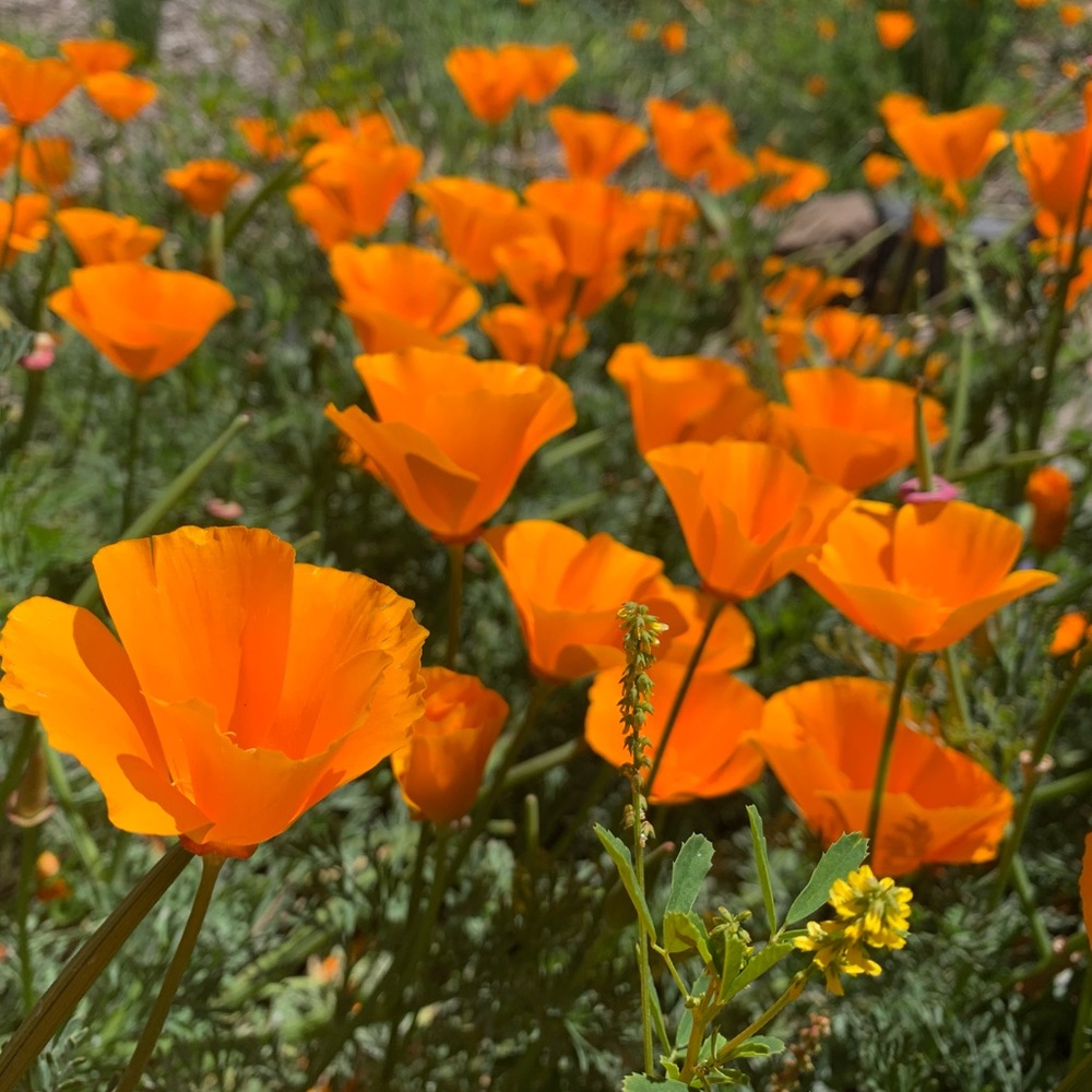 Meet your Posher, Mika